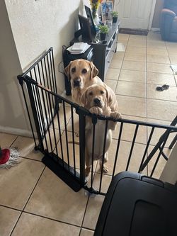 Black medium-sized dog gate, perfect
