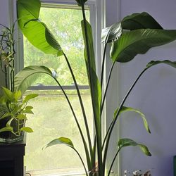 8 Foot Tall, Bird of Paradise with Wandering Jew Accents (each)
