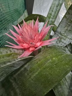 Aechmea Fasciata Plant