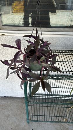 Trdescantia