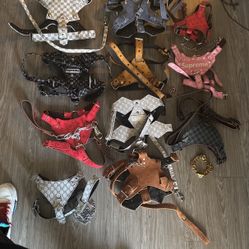 Designer, leashes, and harness