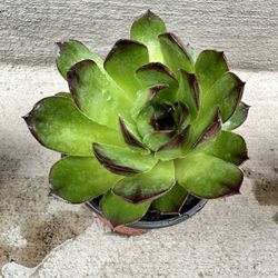 Gorgeous Live Succulent “APPLE TEASER" Sempervivum Plant Perennial in a 4" pot