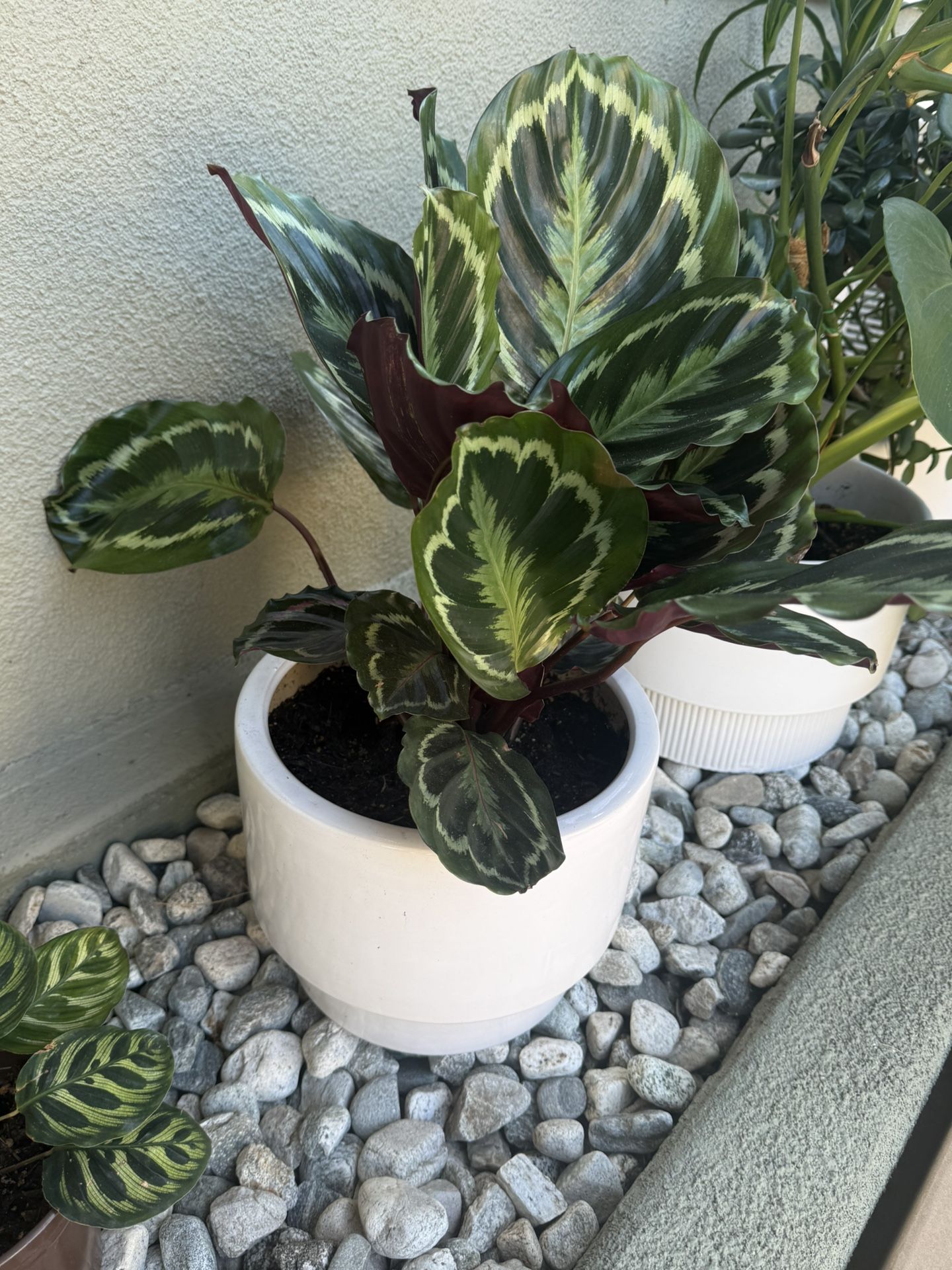 Large Plant With Pot