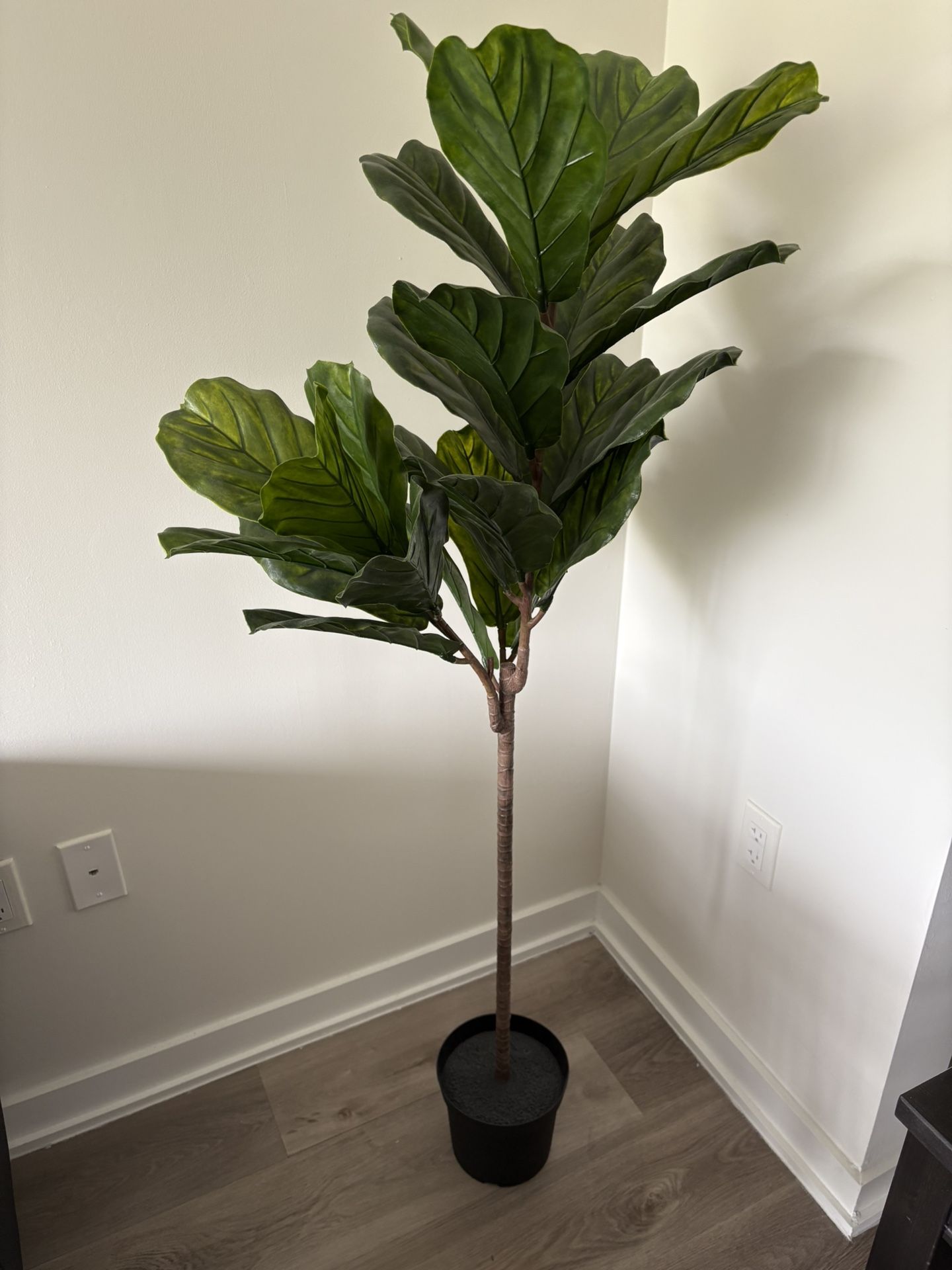 Fake Fig Plant