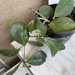 Hoya Obovata Splash 