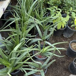 Aloe Vera Plans  $20 And $10 Each