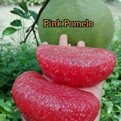 Pomelo Grafted Dwarf Trees 🌳 3gal