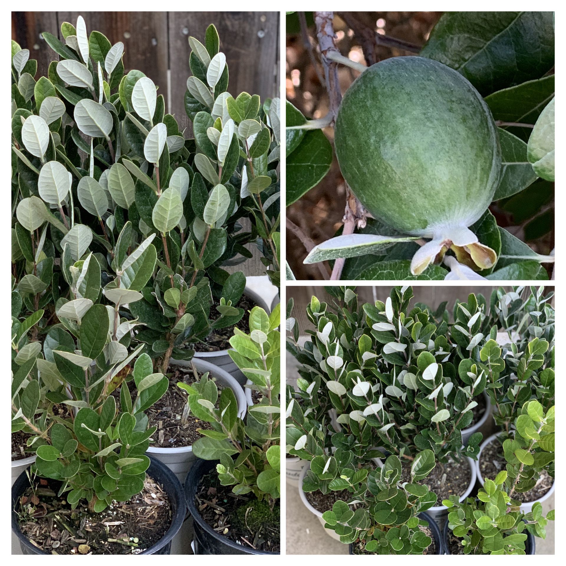 $25 Each Feijoa Sellowiana Pineapple Guava Live Fruit Tree Plant Bush Shrub One Gallon Pot approximately 1 to 2 ft tall  $25 Each  CASH ONLY  