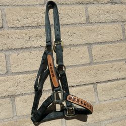 Horse Halter 