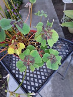 Oxalis Tetraphylla "IRON CROSS " Plant $20