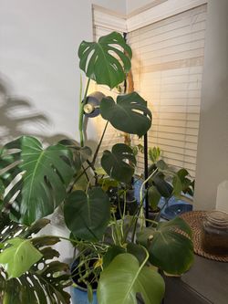 Giant Monstera Deliciosa 🌿 Mature XL Houseplant – Huge Leaves