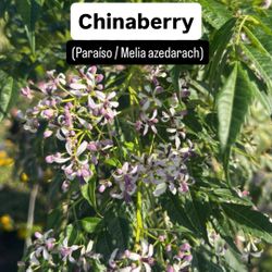 🌳 Chinaberry (Melia azedarach)