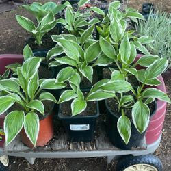 Hosta Plants