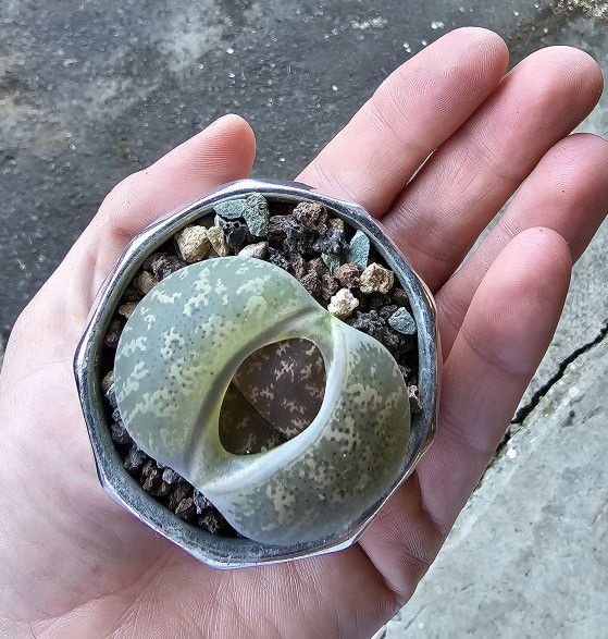 Large Potted Lithops Aka Living Stone Succulent 