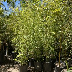 5 Gallon Size- Bamboo - Approximately 6-8 Feet Tall- Multiple Varieties Available 