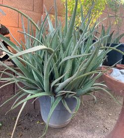 Aloe Vera Plants for sale
