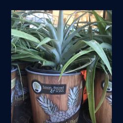 Sweet Pineapple Seedling Plant 1 Gallon