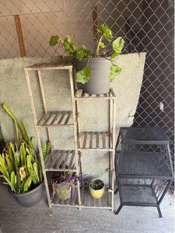Plants stands and plants