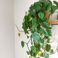 Heart leaf philodendron CUTTINGS