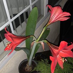 Red Flowers