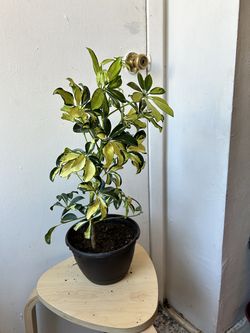 schefflera-arboricola