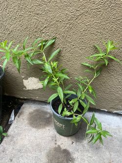 Lemon verbena
