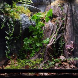 18x18x24 thrive terrarium, bio-active, all inclusive enclosure, live plants, tank