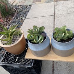 Plants