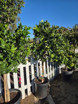 $255 Mature Navel Orange 🍊 with fruit