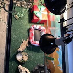 bearded dragon And Tank