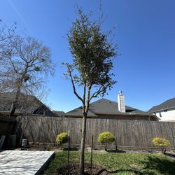 Free Tree Must  Dig Out