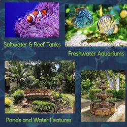 Professional Aquarium & Pond Services