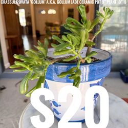 Variation Of Healthy (big) Plants For Sale