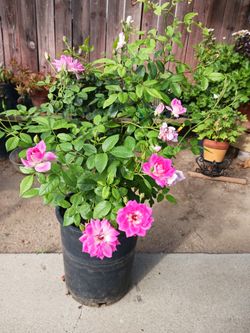 Rosal en bote de 5 gall