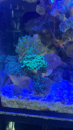 Hammer and Frogspawns corals