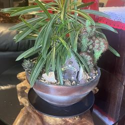 Very Healthy Madagascar Palm Tree And Cereus Peruvianus Cactus In Nice Bowl 