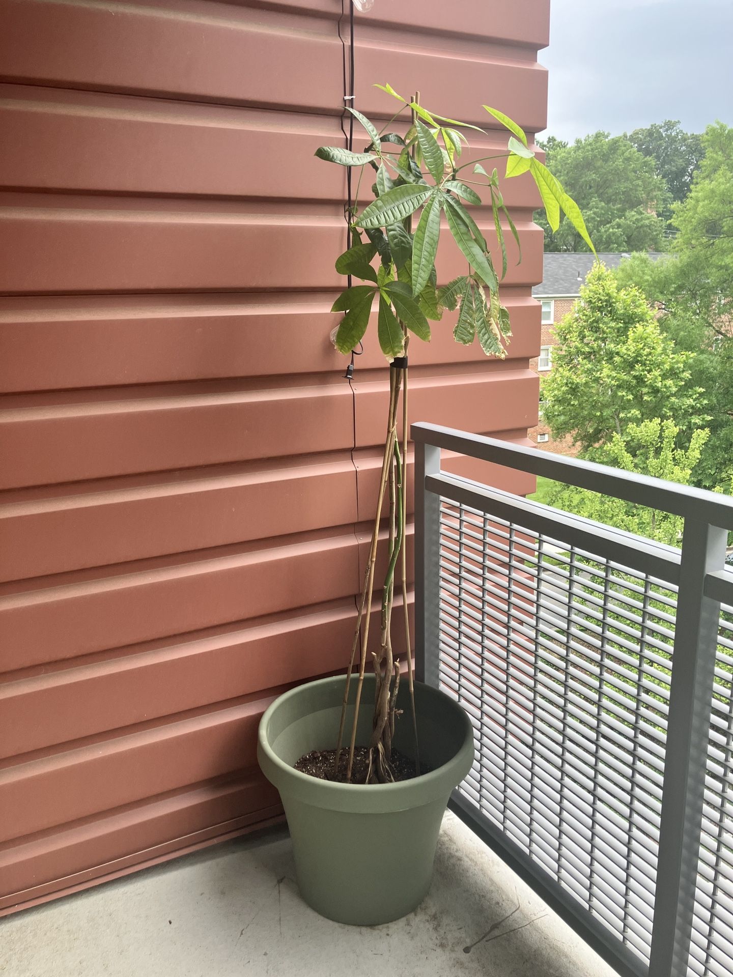 Plant With Pot