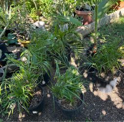 Palm trees $20
