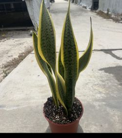 8” Sansaveria Snake Laurentii