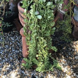 Hanging Succulent 