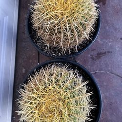 Golden Barrel Cactus