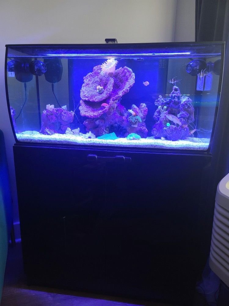 Saltwater Aquarium With Stand $1000