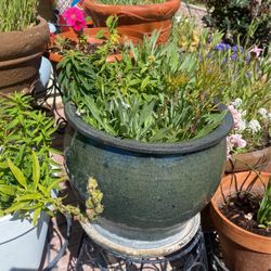 Beautiful Plants For Outside 