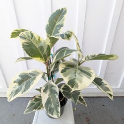 Ficus Tineke Plant 8" Pot - Indoor House Plants 