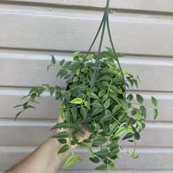 6” Hoya Bella 