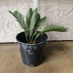 Sago Palm Plant