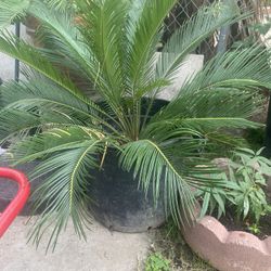 Plantas