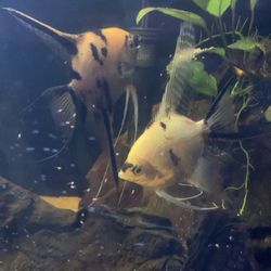 Angel Fish Breeding Pair 