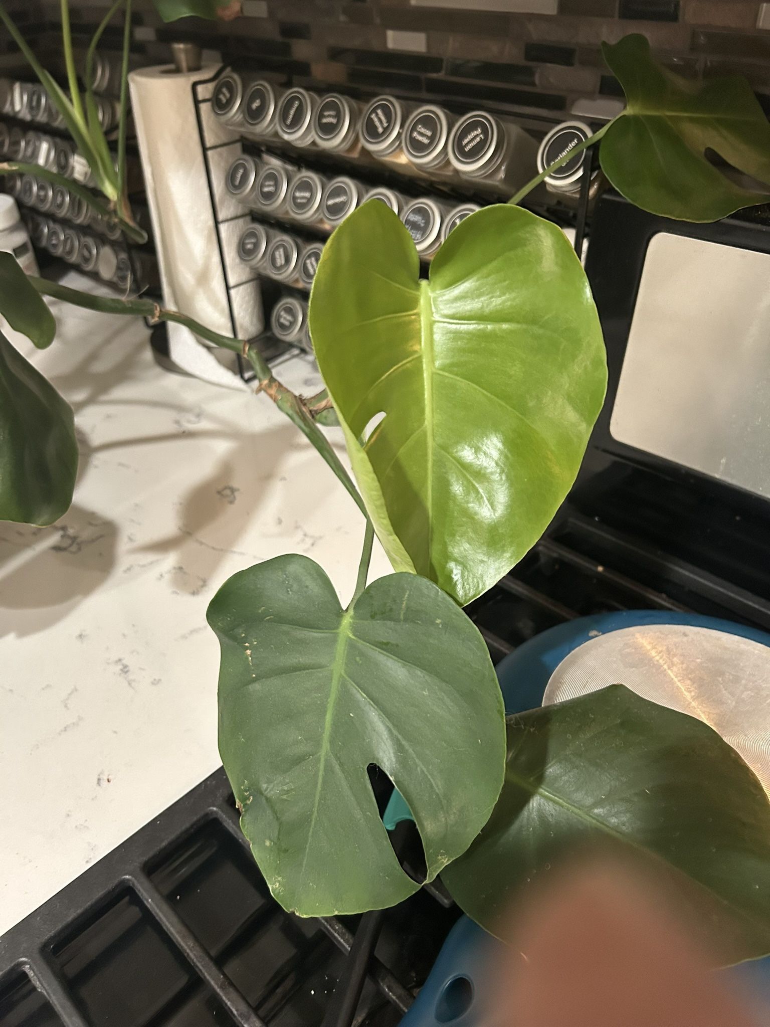 Monstera Plant