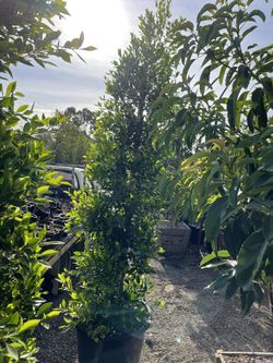 Ficus Nítida Hedge Plant Or Tree